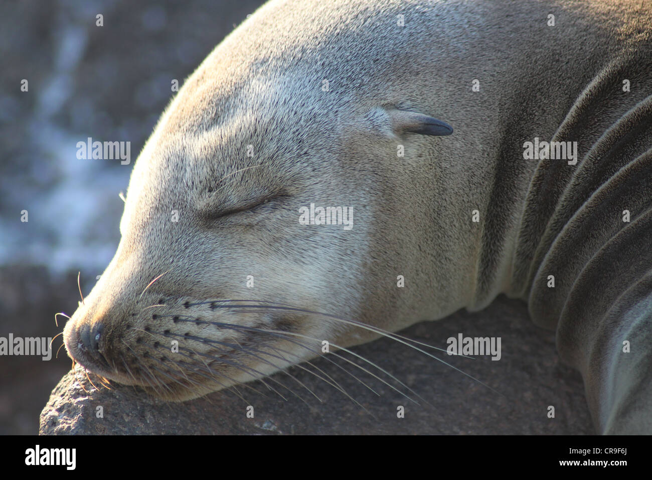 Guarnizione di tenuta del posticipo sulle isole Galapagos Foto Stock