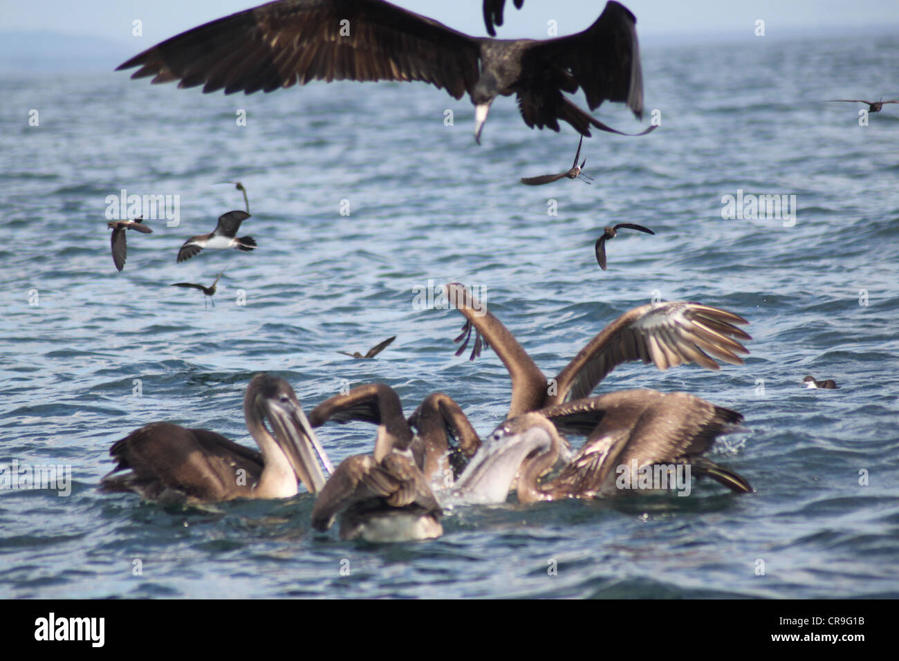 Uccelli in una frenesia con uno sul punto di immersione. Per la maggior parte pellicani marroni Foto Stock