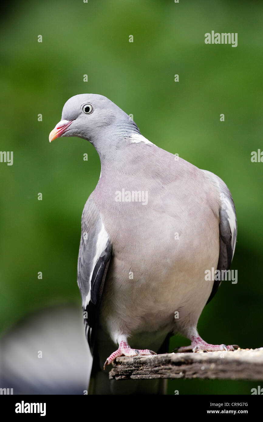Un Woodpigeon (Columba palumbus) alertly arroccato su di una tavola di alimentazione. Foto Stock