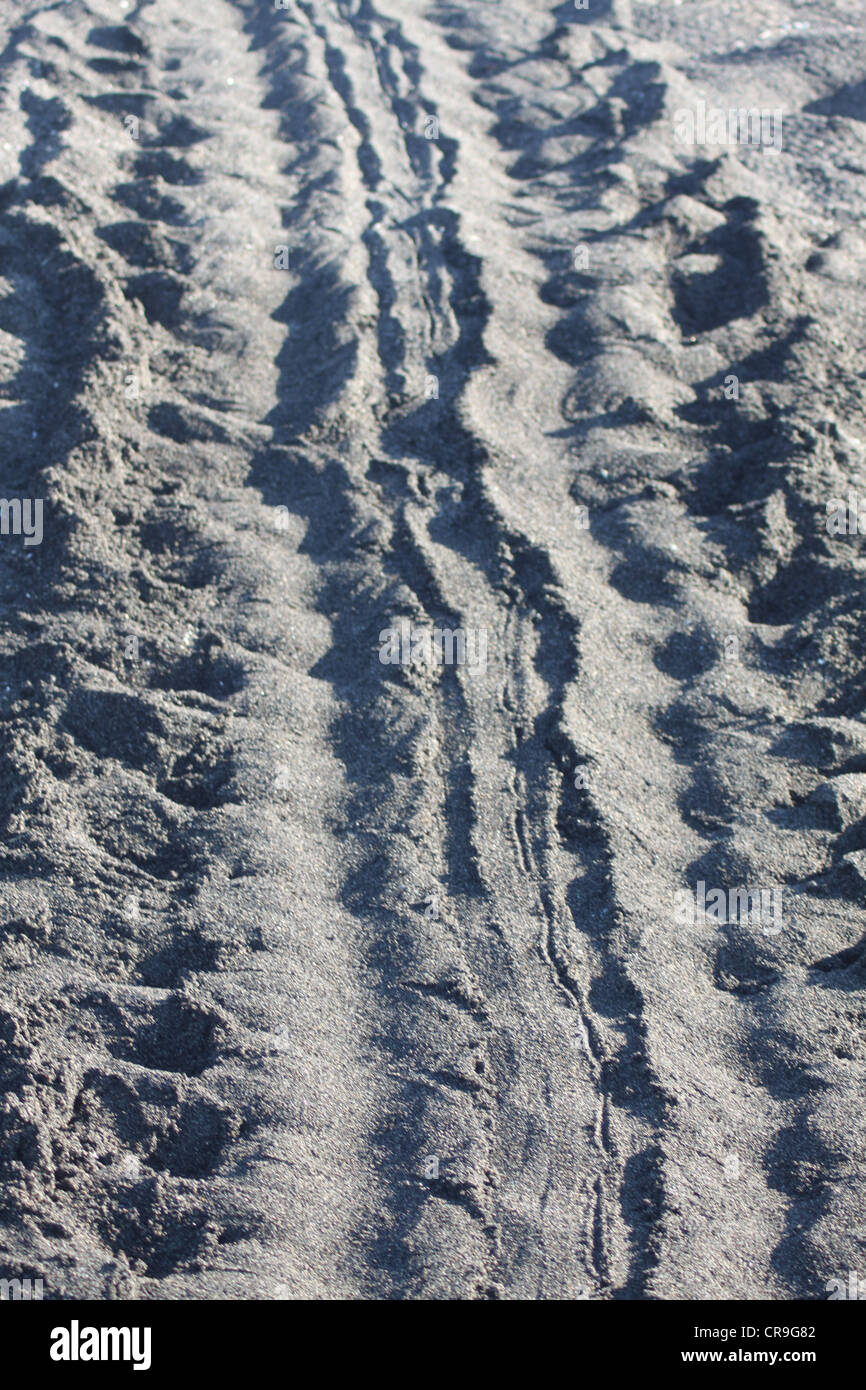 Le tracce lasciate nella sabbia da una madre turtle dopo che lei ha stabilito le sue uova. Foto Stock