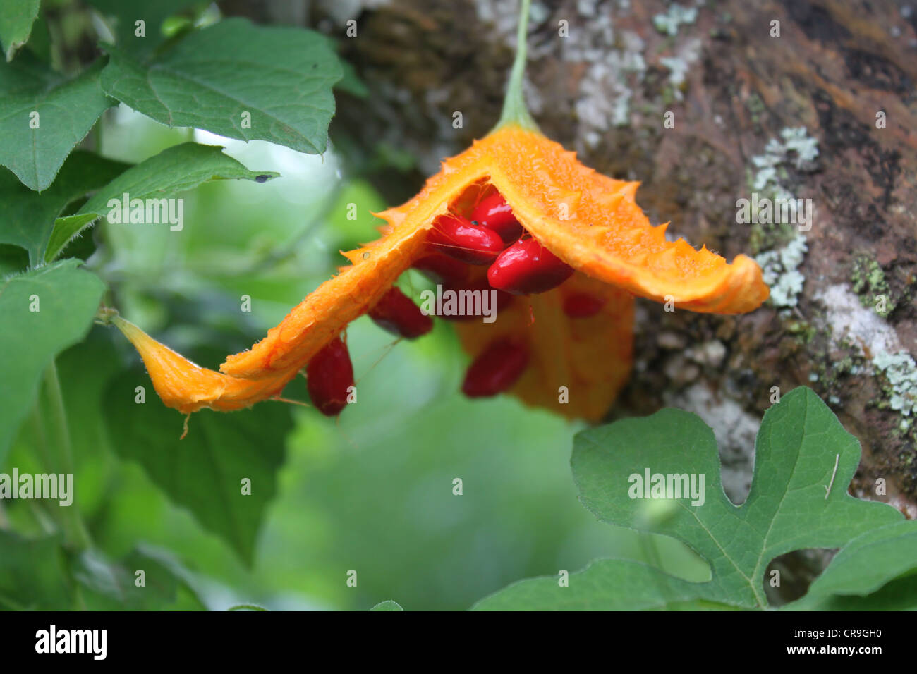 Momordica charantia orange frutta con semi rosso Foto Stock