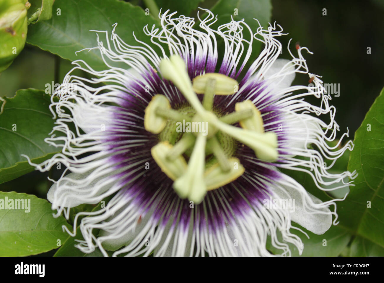 Frutti della passione fiore Foto Stock