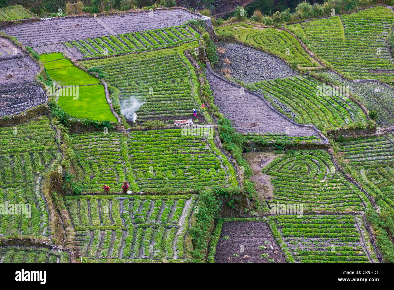 A schiera campo vegetale, Banaue, Ifugao Provincia, Filippine Foto Stock