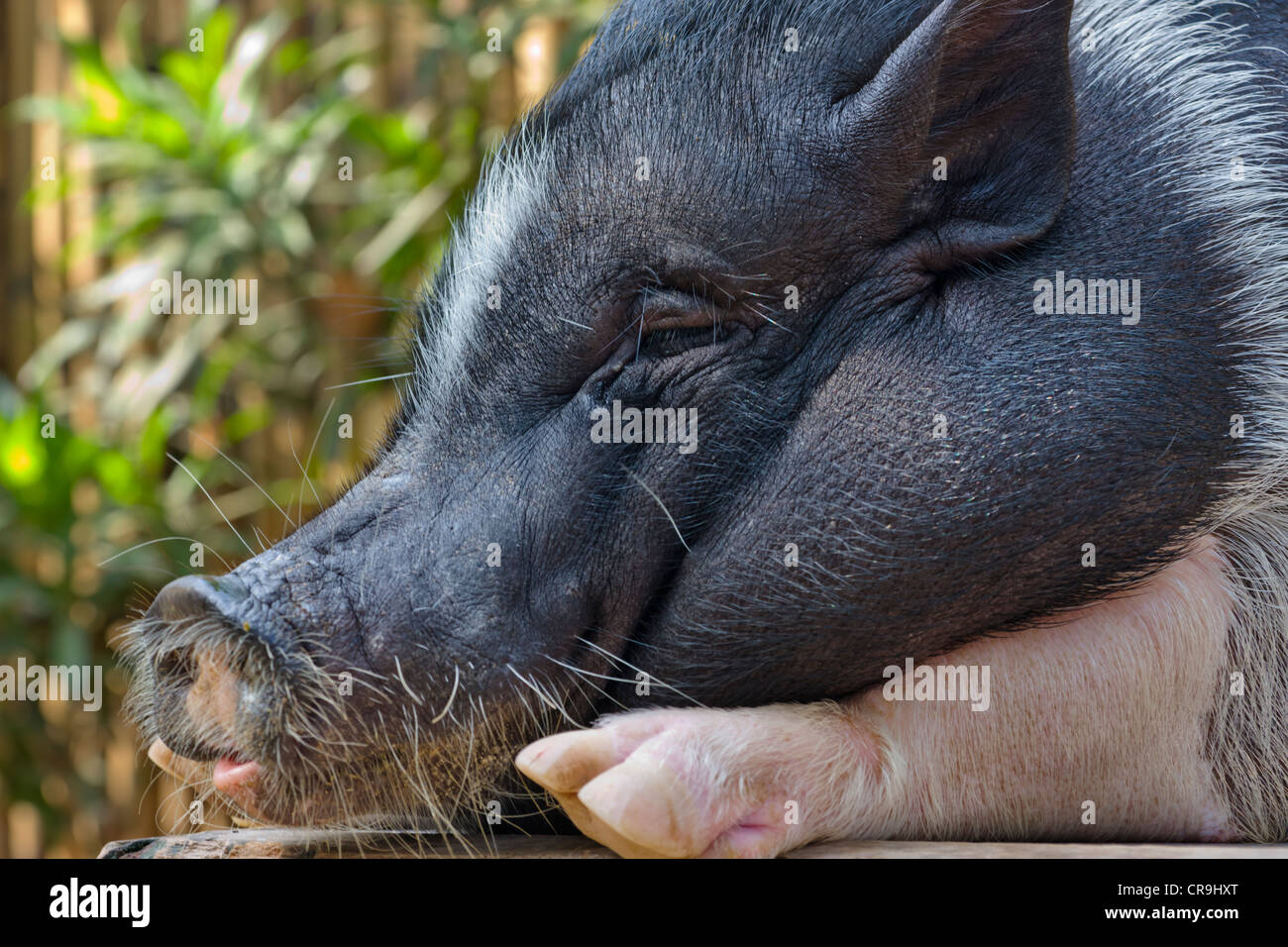 Il Porco, Filippine Foto Stock