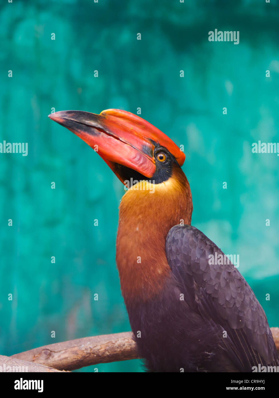 Rufous Hornbill (Buceros hydrocorax), Filippine Foto Stock