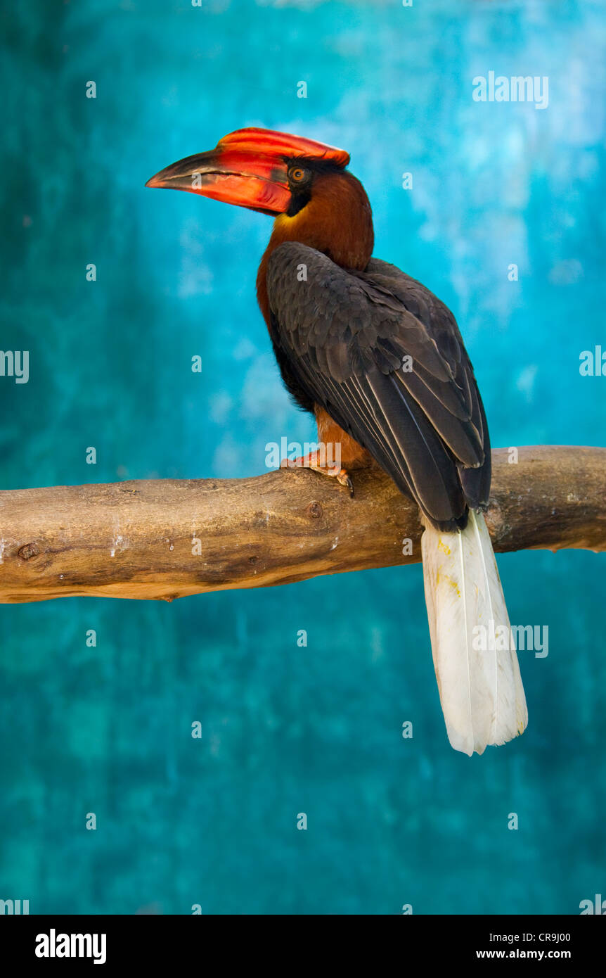 Rufous Hornbill (Buceros hydrocorax), Filippine Foto Stock