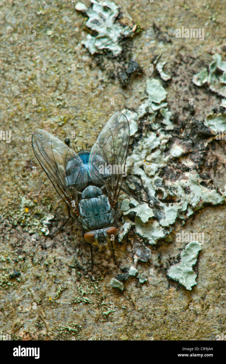 Blow-Fly(Calliphora vomitoria-) su un lichene albero coperto. Foto Stock