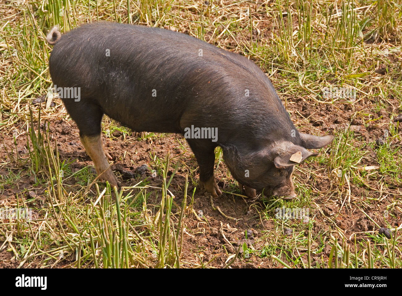 Berkshire pig rovistando per alimenti Foto Stock