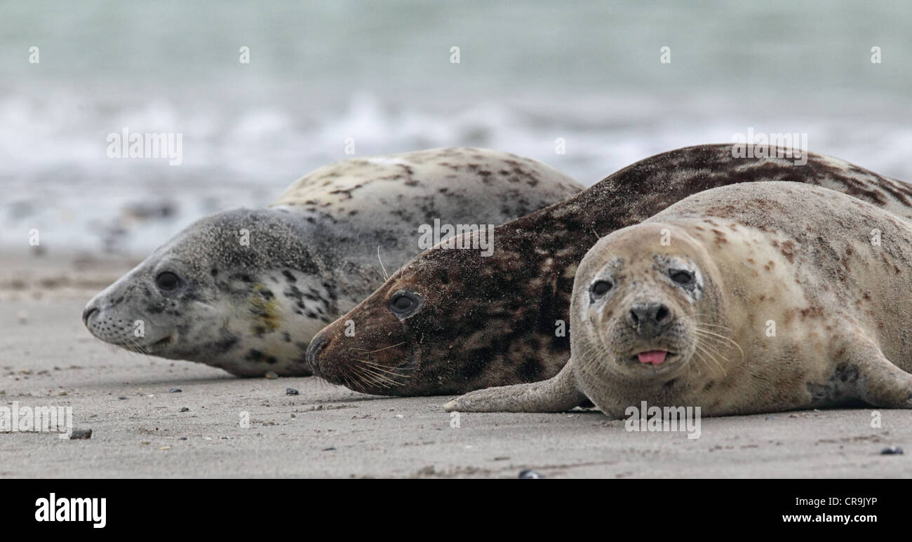 Le foche grigie (Halichoerus grypus) sulla spiaggia sulla isola di Helgoland. Foto Stock