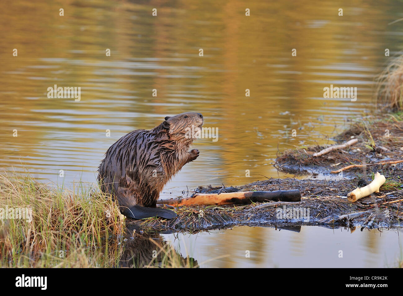 Un wild beaver in piedi sul suo piede posteriore alla ricerca e di profumazione Foto Stock
