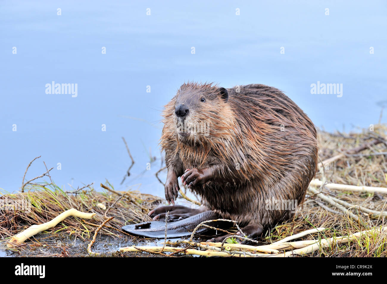 Una immagine di un adulto beaver seduta guardando intorno dal bordo del suo stagno. Foto Stock