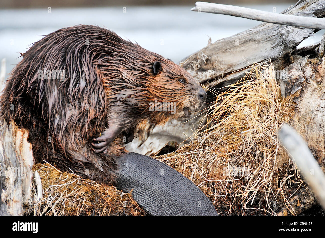Un adulto beaver trova una zona asciutta su alcuni muschio per lo sposo il suo pelo umido Foto Stock