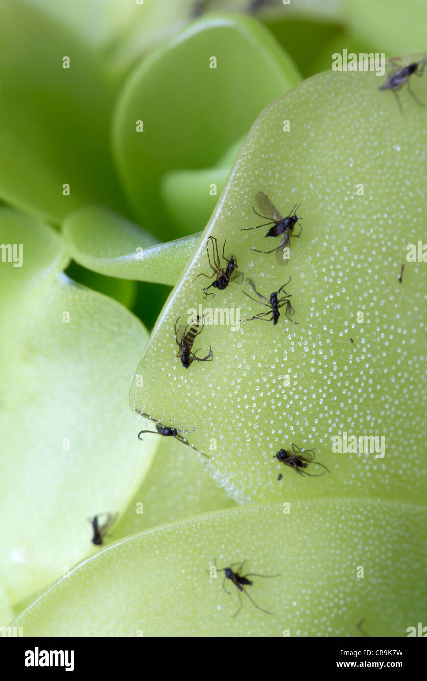 Close up di mosche intrappolate sulla pianta carnivora pinguicula weser Foto Stock