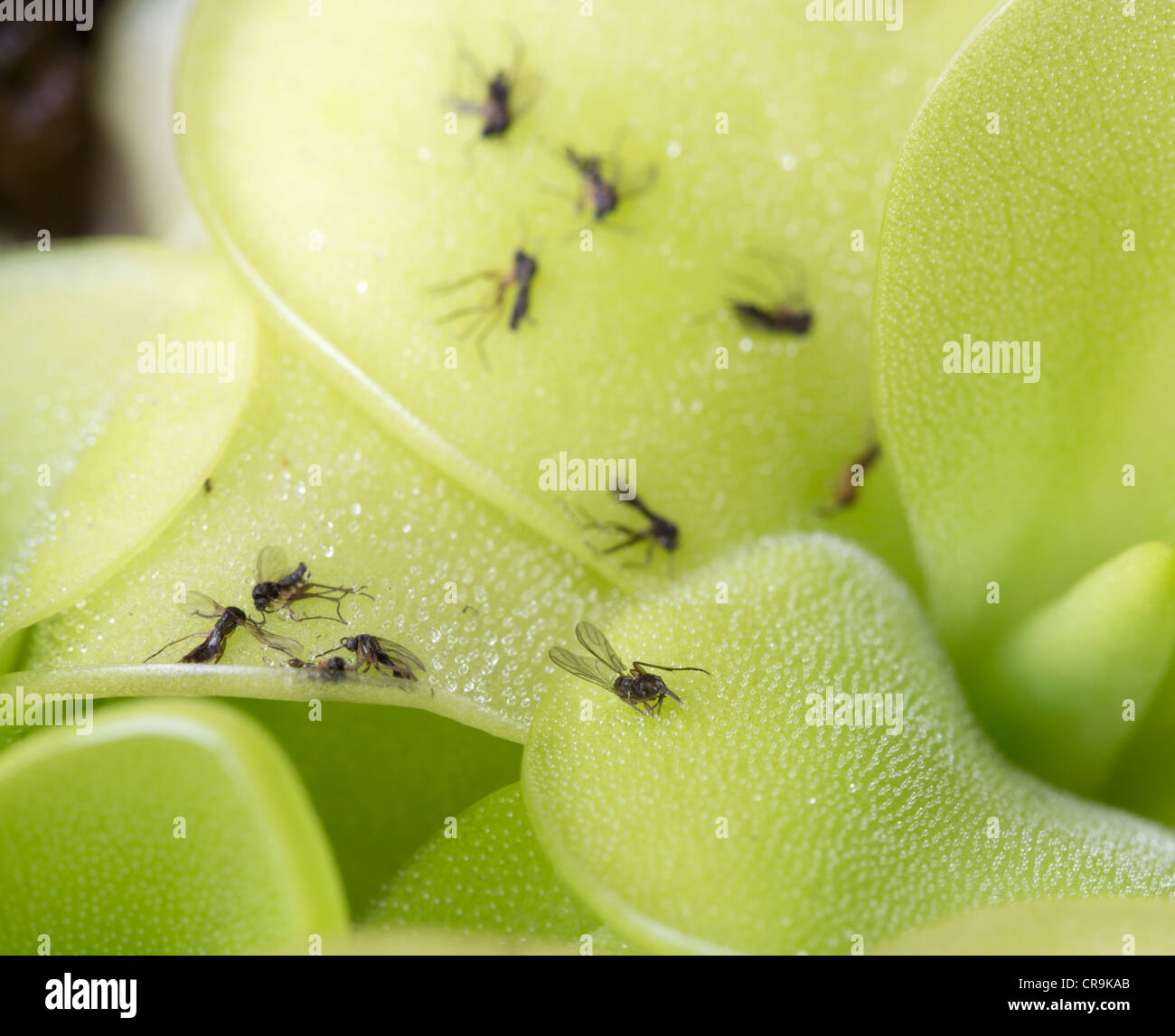 Close up di mosche intrappolate sulla pianta carnivora pinguicula weser Foto Stock