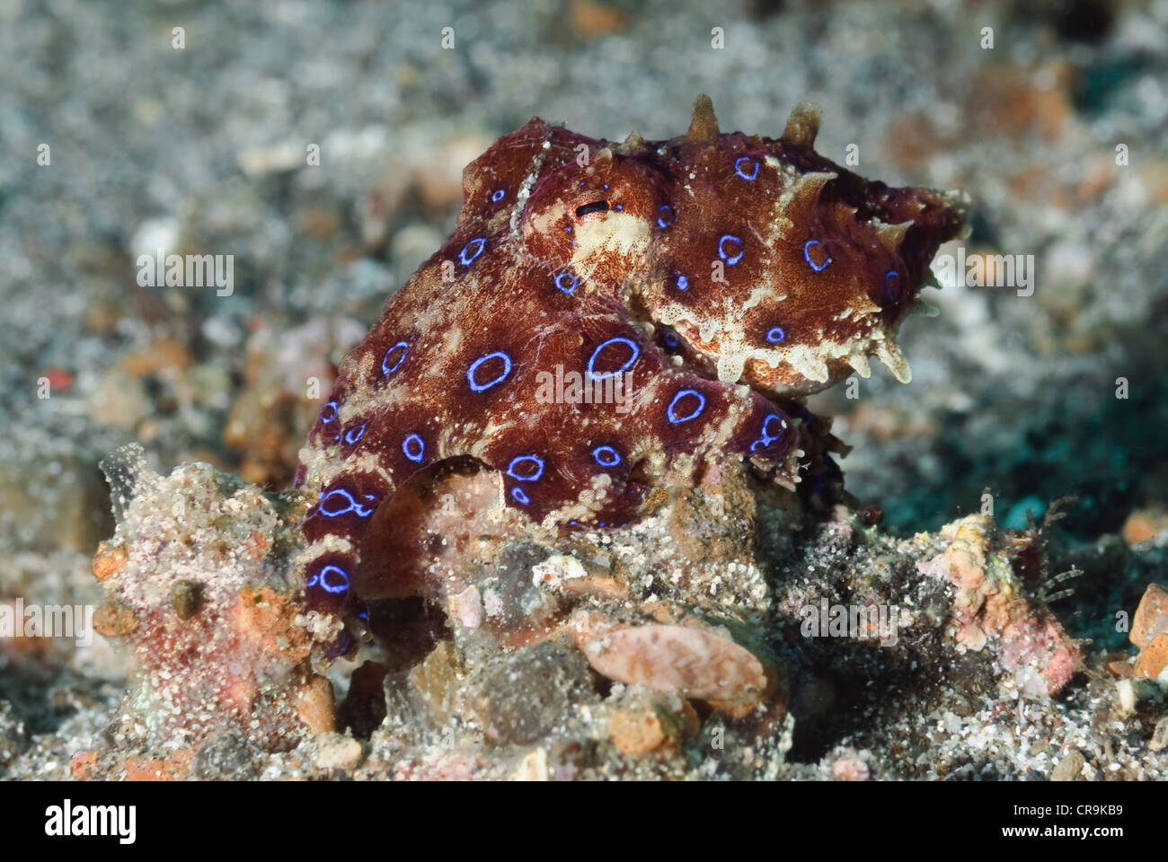 Blue inanellato octopus, Hapalochlaena lunulata, Lembeh strait, Sulawesi, Indonesia, il Pacifico Foto Stock