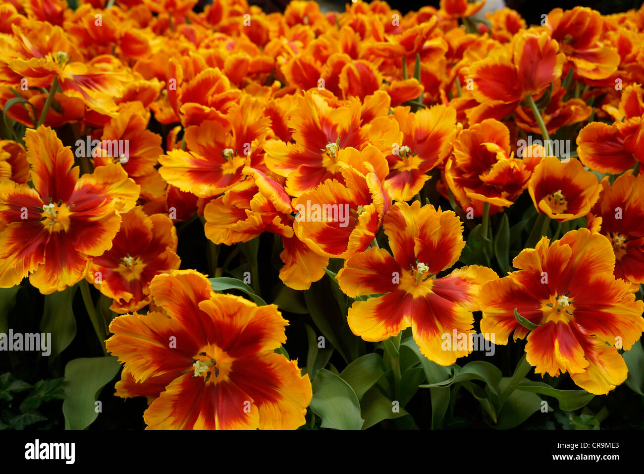 I tulipani Foto Stock