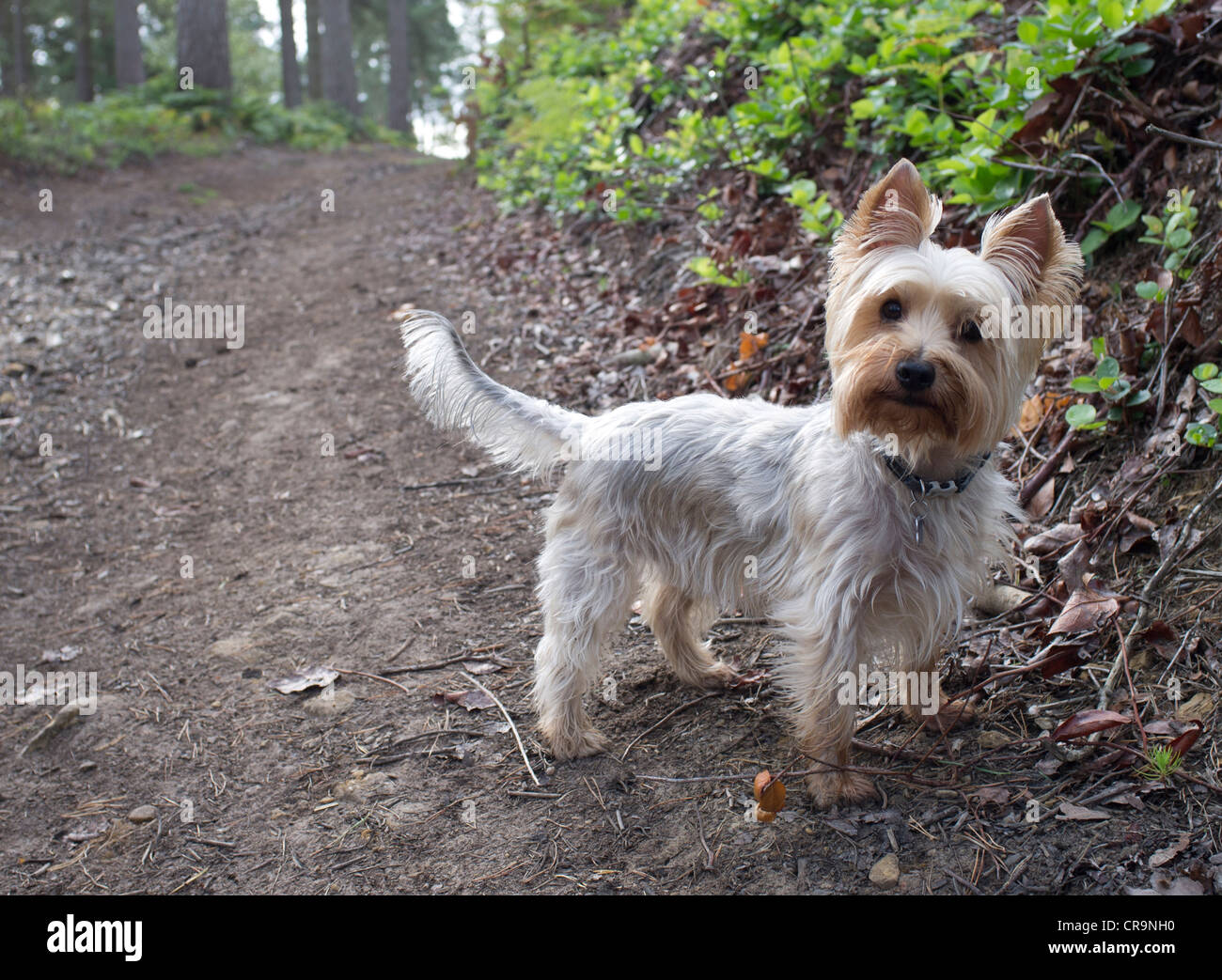 Yorkshire Terrier Foto Stock