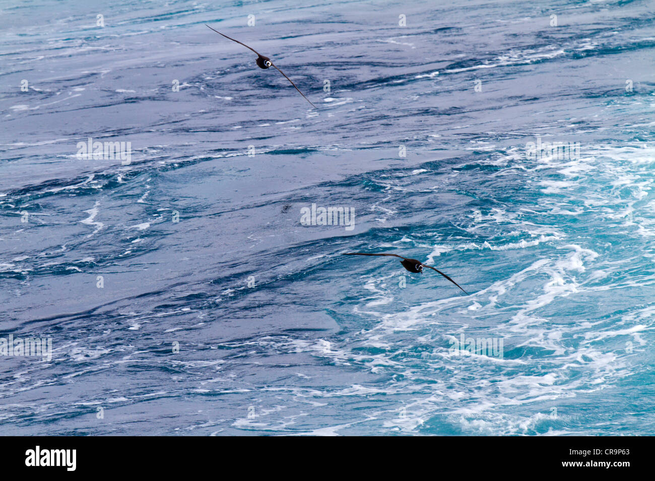 Coppia di Spectacled procellarie in volo, Sud Atlantico Foto Stock