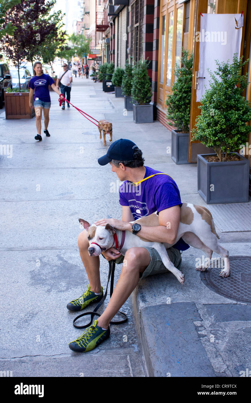 La cura degli animali volontari con due femmina pitbulls Soho di New York City Foto Stock