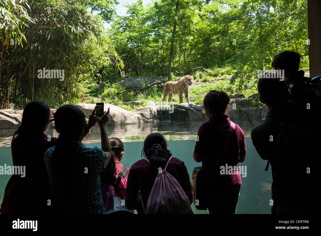 Il Bronx Zoo, Tiger Mountain area di visualizzazione Wildlife Conservation Society, Bronx Park, Bronx, New York Foto Stock