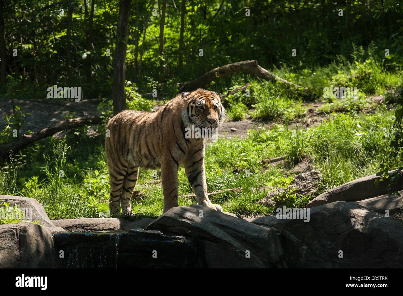 Il Bronx Zoo, Tiger Mountain area di visualizzazione Wildlife Conservation Society, Bronx Park, Bronx, New York Foto Stock