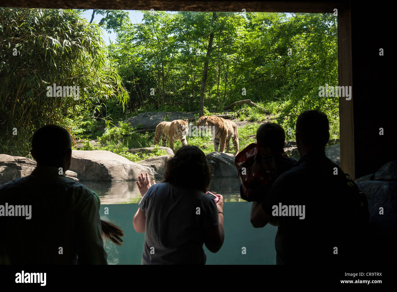 Il Bronx Zoo, Tiger Mountain area di visualizzazione Wildlife Conservation Society, Bronx Park, Bronx, New York Foto Stock