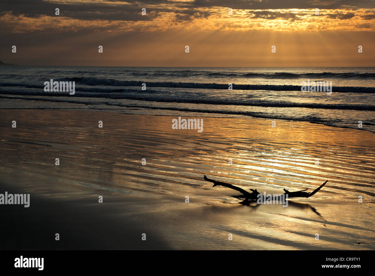 Seascape all alba con riflessi dorati e un pezzo di driftwood Foto Stock