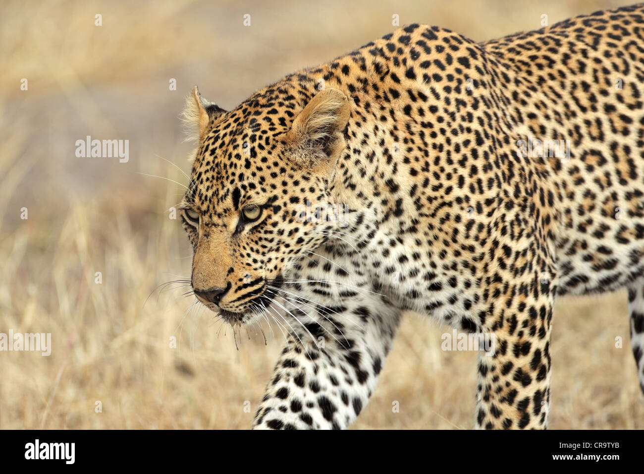 Ritratto di un maschio di stalking leopard (Panthera pardus), Sud Africa Foto Stock