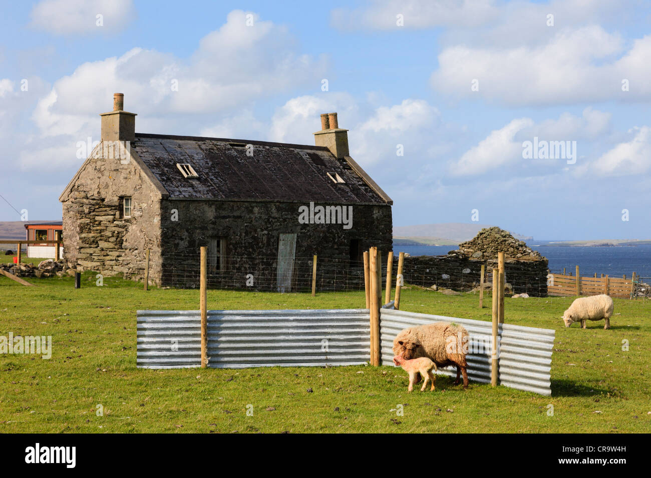 Paese di scena con pecora e agnello in un ferro corrugato pecore riparo da un vecchio edificio in pietra su Unst Isole Shetland Scozia UK Foto Stock