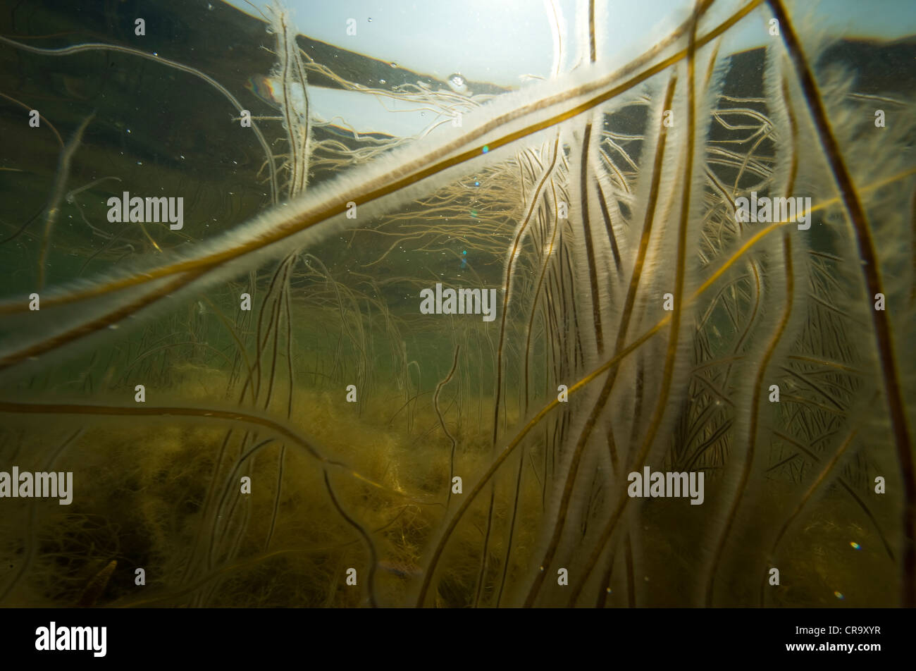 Alge sotto l'acqua Foto Stock