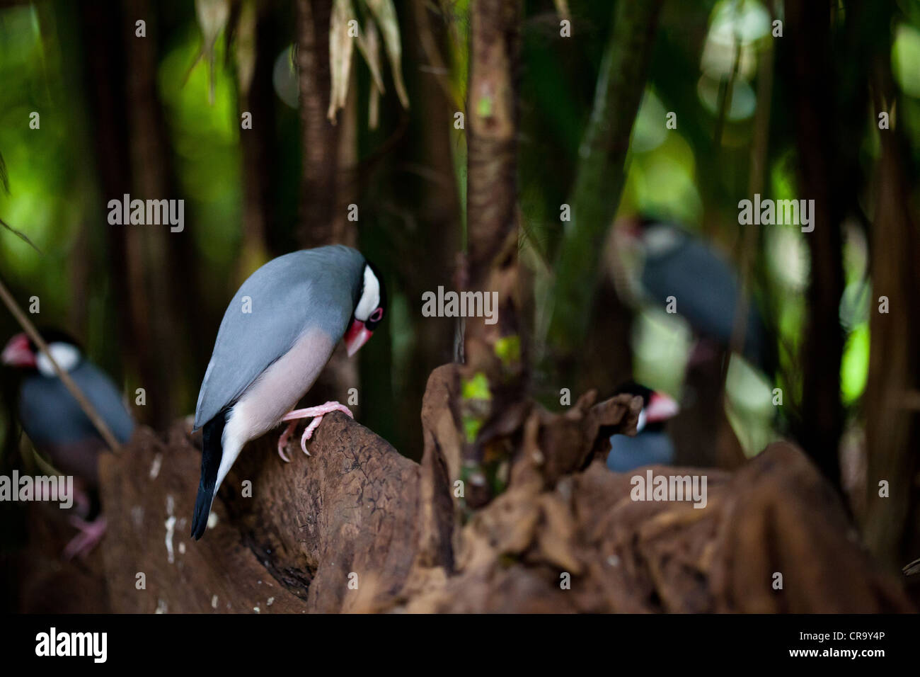 Java Sparrow Finch uccelli Padda Oryzivora in alberi Foto Stock
