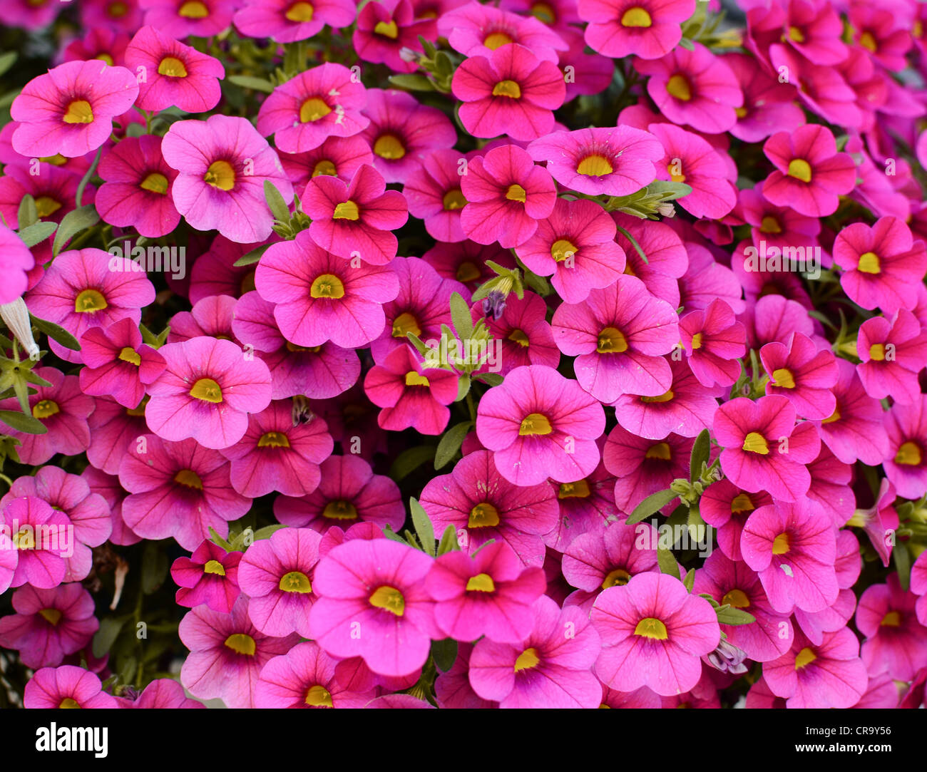Gruppo di bellissimi fiori di colore rosa Foto Stock