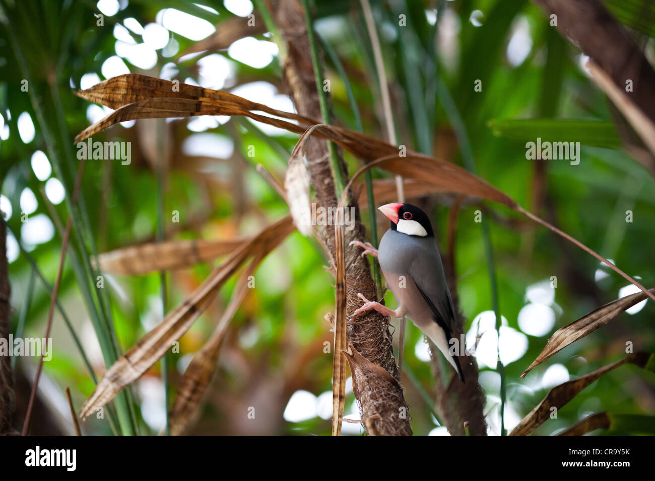 Java Sparrow o Finch, Padda Oryzivora sul ramo Foto Stock