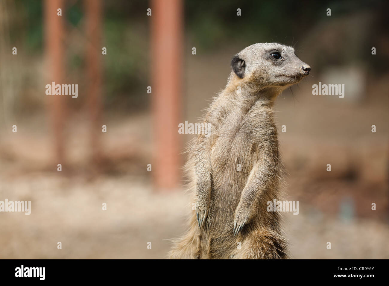 Slanciata Meerkat codato (suricata suricatta) sul belvedere Foto Stock