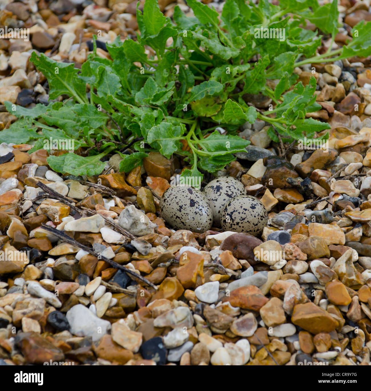 Oystercatcher uova nella spiaggia di ghiaia nest Foto Stock