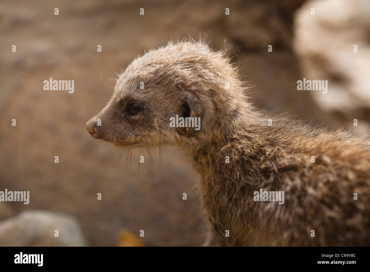 Baby slanciata Meerkat codato Pup (Suricata Suricatta) Foto Stock