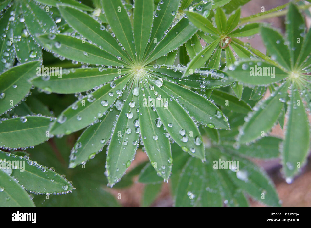 Le gocce di pioggia sulle foglie di Lupin. Preso in Hilperton, Wiltshire, Regno Unito Foto Stock
