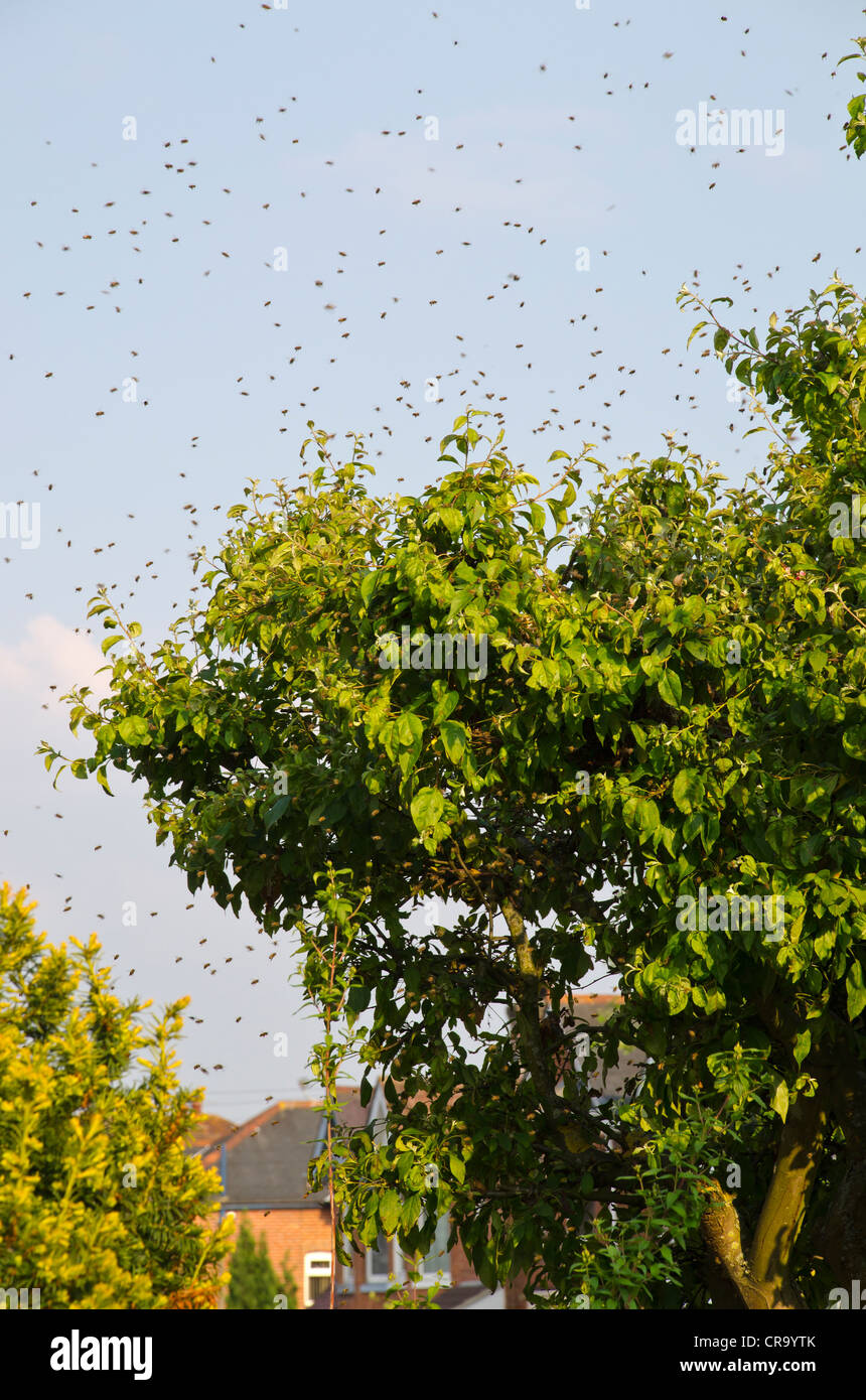 Uno sciame di api nella struttura ad albero della città Foto Stock