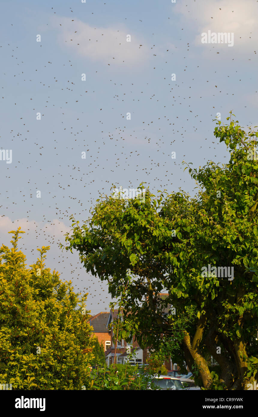 Uno sciame di api nella struttura ad albero della città Foto Stock