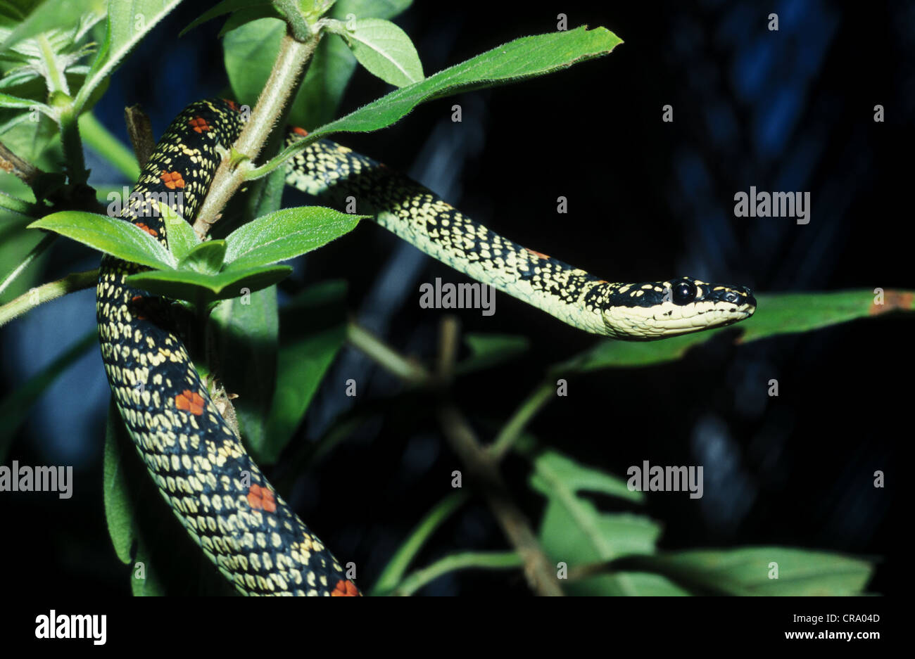 Chrysopelea ornata sinhaleya Ornate Flying Snake, Sri Lanka Foto Stock
