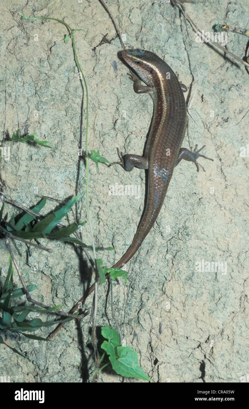 Carinata Eutropis, Keeled Mabuya indiano, Sri Lanka Foto Stock