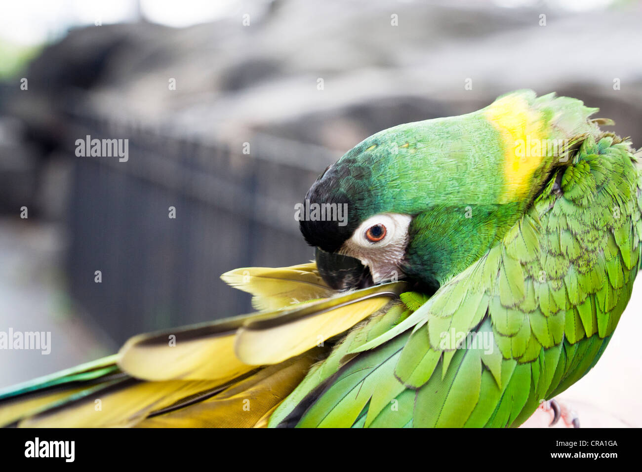 Uncaged addomesticati golden eyed giallo verde a collare macaw toelettatura stesso in un west side di Manhattan park New York City Foto Stock
