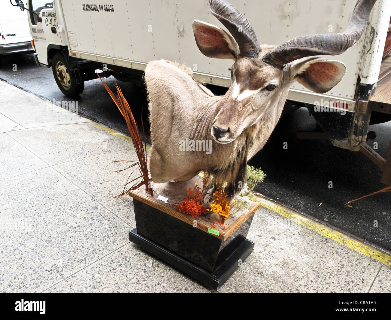 Farcite africana Kudu maggiore curvatura lungo le corna si siede sul marciapiede di Manhattan in transito imbalsamatore alle auction house a New York City Foto Stock