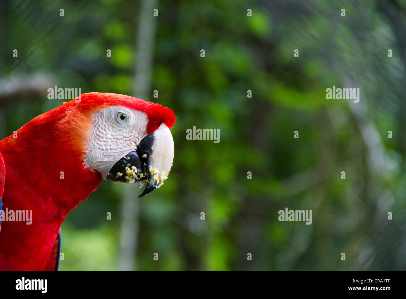 Blu e Oro Macaw, Ara Ararauna, Vertice giardini, Gamboa, Repubblica di Panama, America Centrale Foto Stock