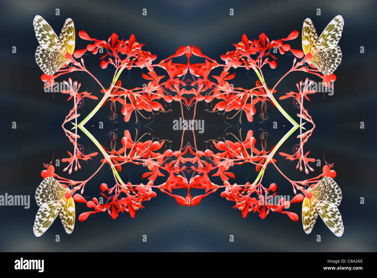 Fantasia Butterfly Foto Stock