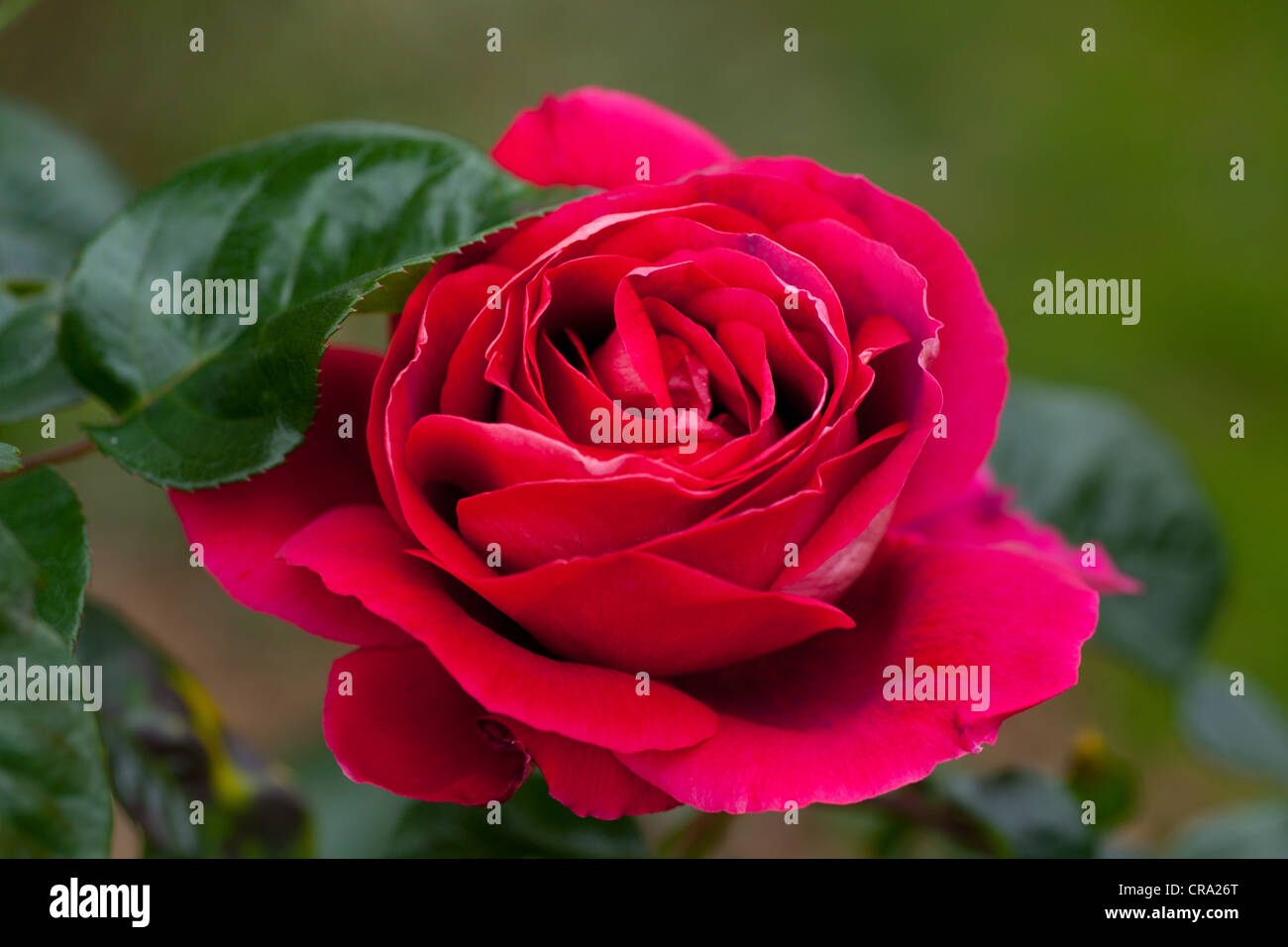 Fresh rosa rosa e foglie verdi, Hobart, Tasmania Foto Stock