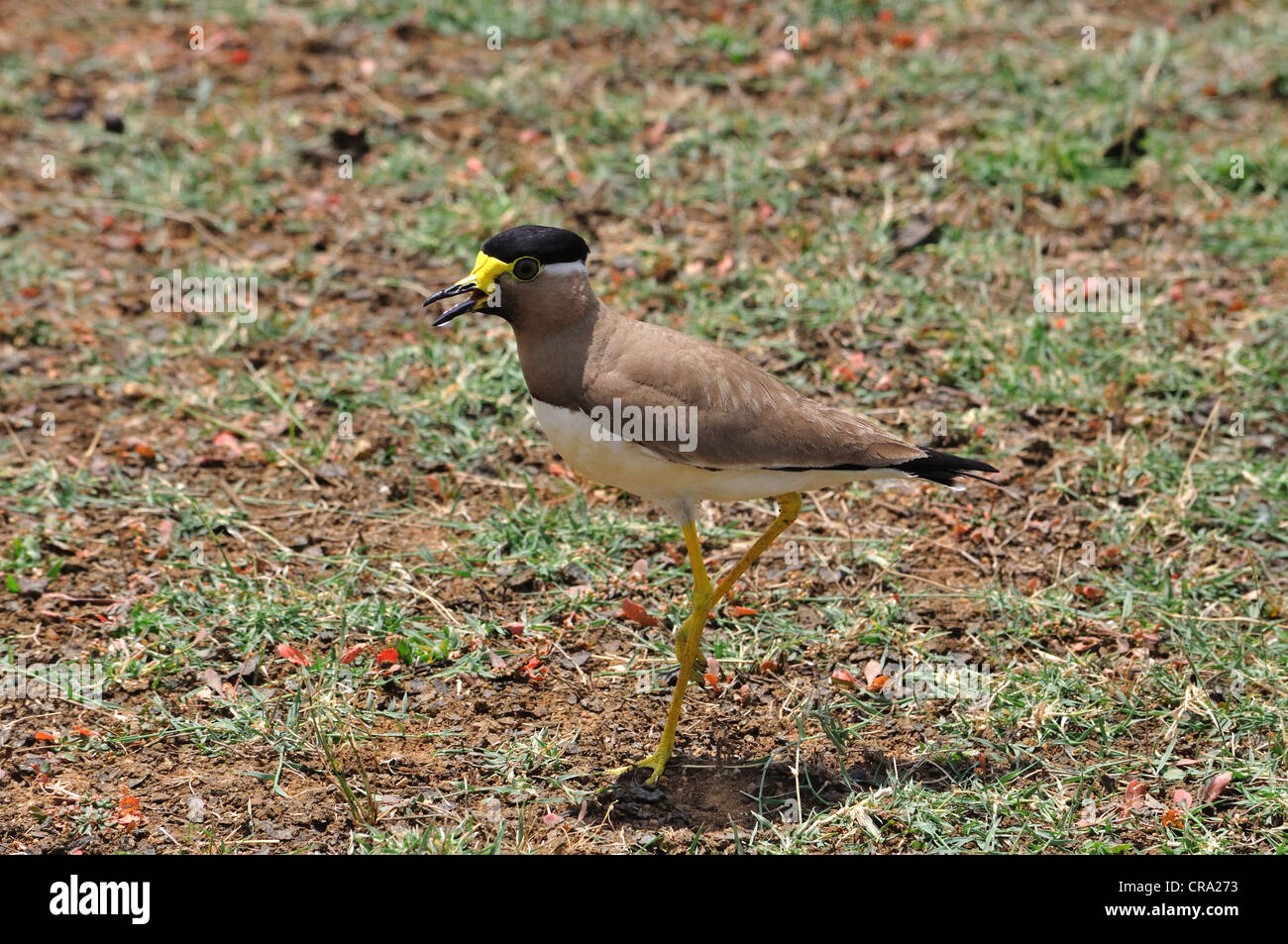 Yellow-Wattled Pavoncella dell India del Sud Foto Stock