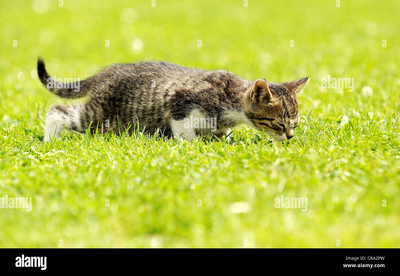 Grigio poco gattino è giocare in giardino. Foto Stock