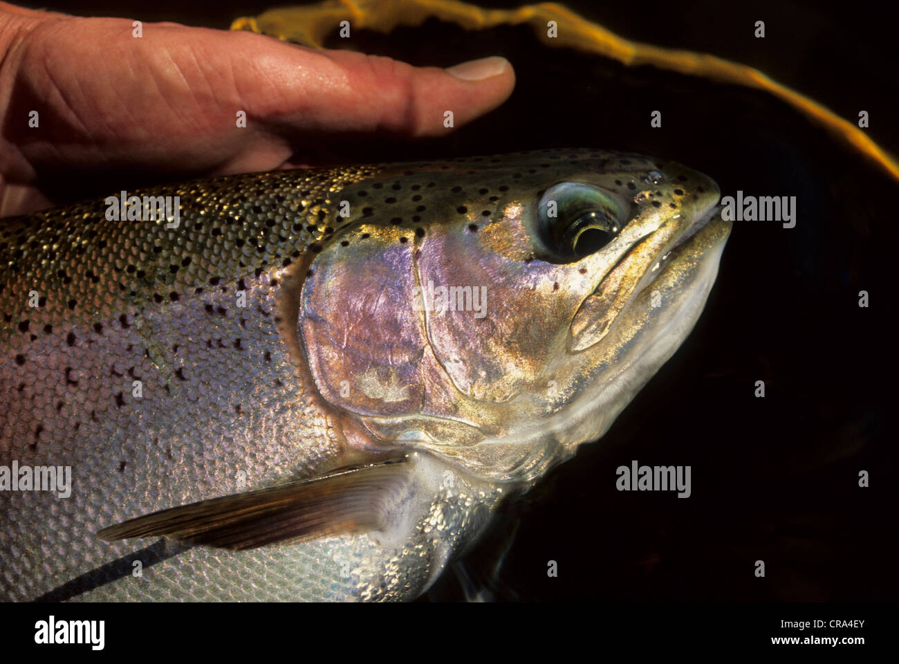 Pesca a Mosca per la trota iridea (Oncorhynchus mykiss), kwazulu-natal, sud africa Foto Stock