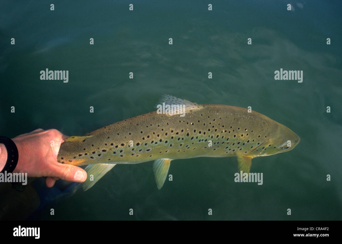 Pesca alla trota, cattura e rilascio di pesca, rilasciando un 2kg trota marrone (Salmo trutta), Drakensberg, sud africa Foto Stock